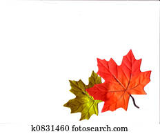 Leaves Leaves