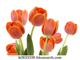Tulips