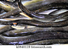 eel fish