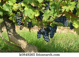French winery French winery