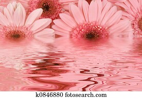 Gerbera Daisies Gerbera Daisies