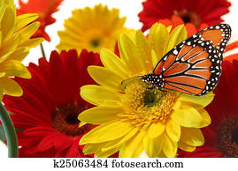 Gerbera daisy Gerbera daisy
