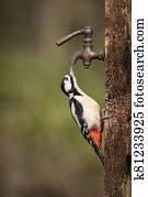 Image of Leser Spotted Woodepecker Dendrocopos Minor on side of wooden post in Spring sunshine feeding from a tap