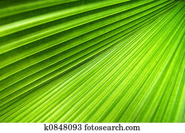 Palm Leaf Texture