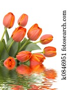 Tulips Tulips