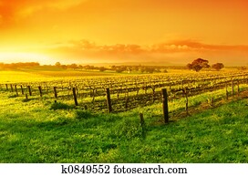 Vineyard Sunrise
