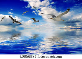 Birds Birds