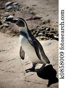 Chinstrap penguin shadow