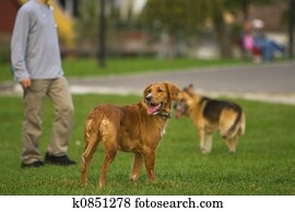 Dog training Dog training