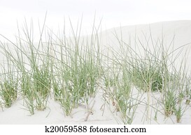 Dune grass