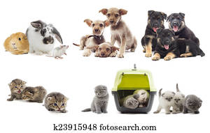 group of pets group of pets