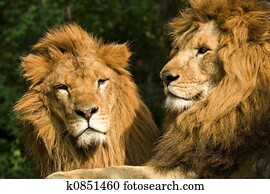 gêmeo, leões