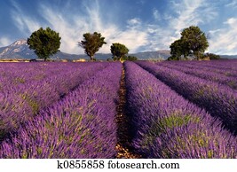 Lavender field in Provence, France Lavender field in Provence, France