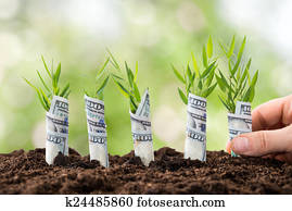 Person Planting Money Plants Person Planting Money Plants