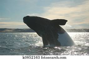 Southern Right Whale Southern Right Whale