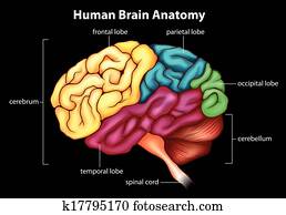 The human brain The human brain
