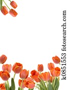 Tulips Tulips