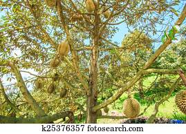 Durian Tropical fruits thailand