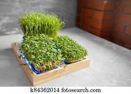 Fresh juicy green microgreens grow in trays. Fresh juicy green microgreens grow in trays.