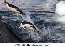 Gentoo penguins jumping into the water from the rock