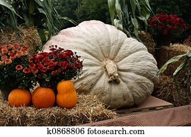 Giant Pumpkin Giant Pumpkin