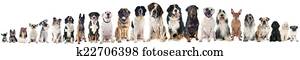 group of dogs group of dogs