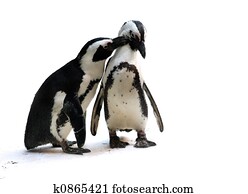 Penguin couple Penguin couple