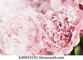 Peonies and Sunlight Peonies and Sunlight