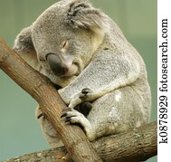 dormir, koala