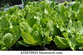 Endive in vegetable garden Endive in vegetable garden