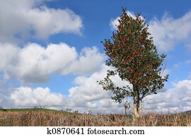 Holly Tree in Winter