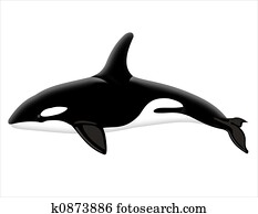 killer whale killer whale