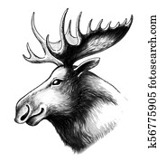 Moose head Moose head