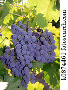 uvas vermelhas vinho