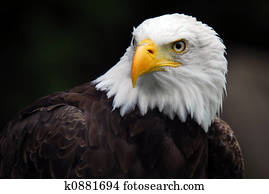 American Bald Eagle (Haliaeetus leucocephalus) American Bald Eagle (Haliaeetus leucocephalus)