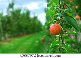 Apple orchard Apple orchard