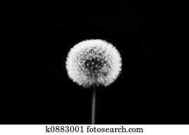 Dandelion Dandelion