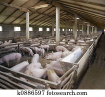 Pig Farm Pig Farm