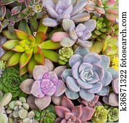 זוטה, עסיסי, צמחים