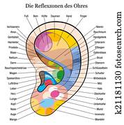 Ear reflexology german description