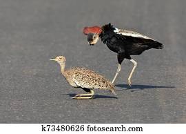 Red Crested Korhaan male mating with a female in a road with dance