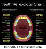 Teeth Reflexology Alternative Denta