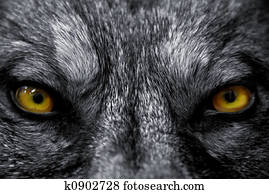 eyes of wolf eyes of wolf
