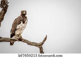 Martial eagle sitting on a branch.