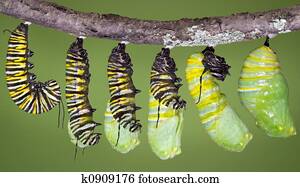 Monarch caterpillar shed to chrysalis Monarch caterpillar shed to chrysalis