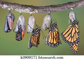 Monarchs emerging Monarchs emerging