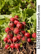 vegetable garden vegetable garden