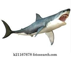 כריש לבן גדול, תקוף