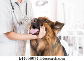 clínico, cão, exame, por, doutor veterinário, em, escritório