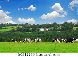 Cows in a pasture Cows in a pasture